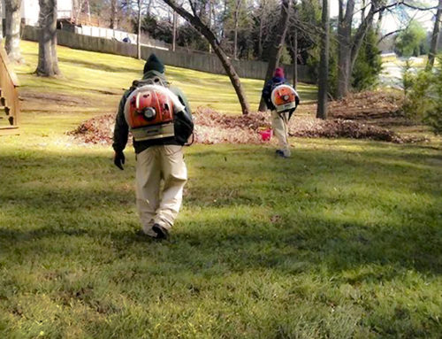 Leaf Removal