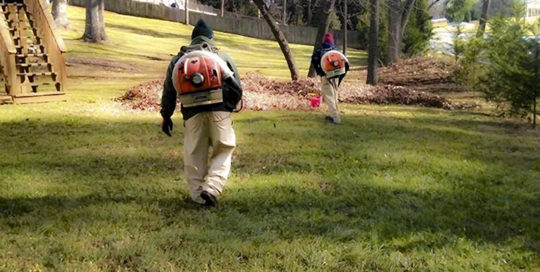 Leaf Removal