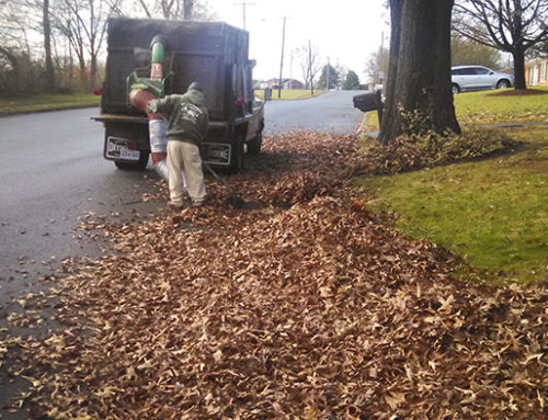 Leaf Removal