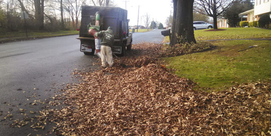 Leaf Removal