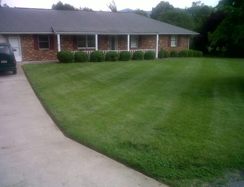 Beautiful Front Yard